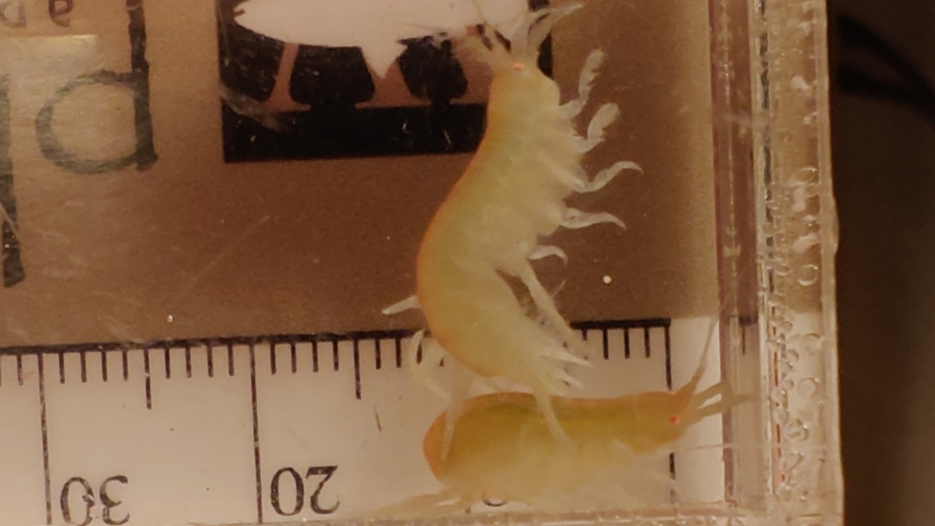 Sunamphitoe stypotrupetes