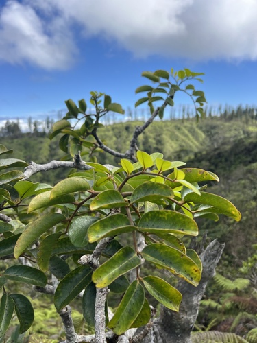 Polyscias oahuensis observed 2025-01-23