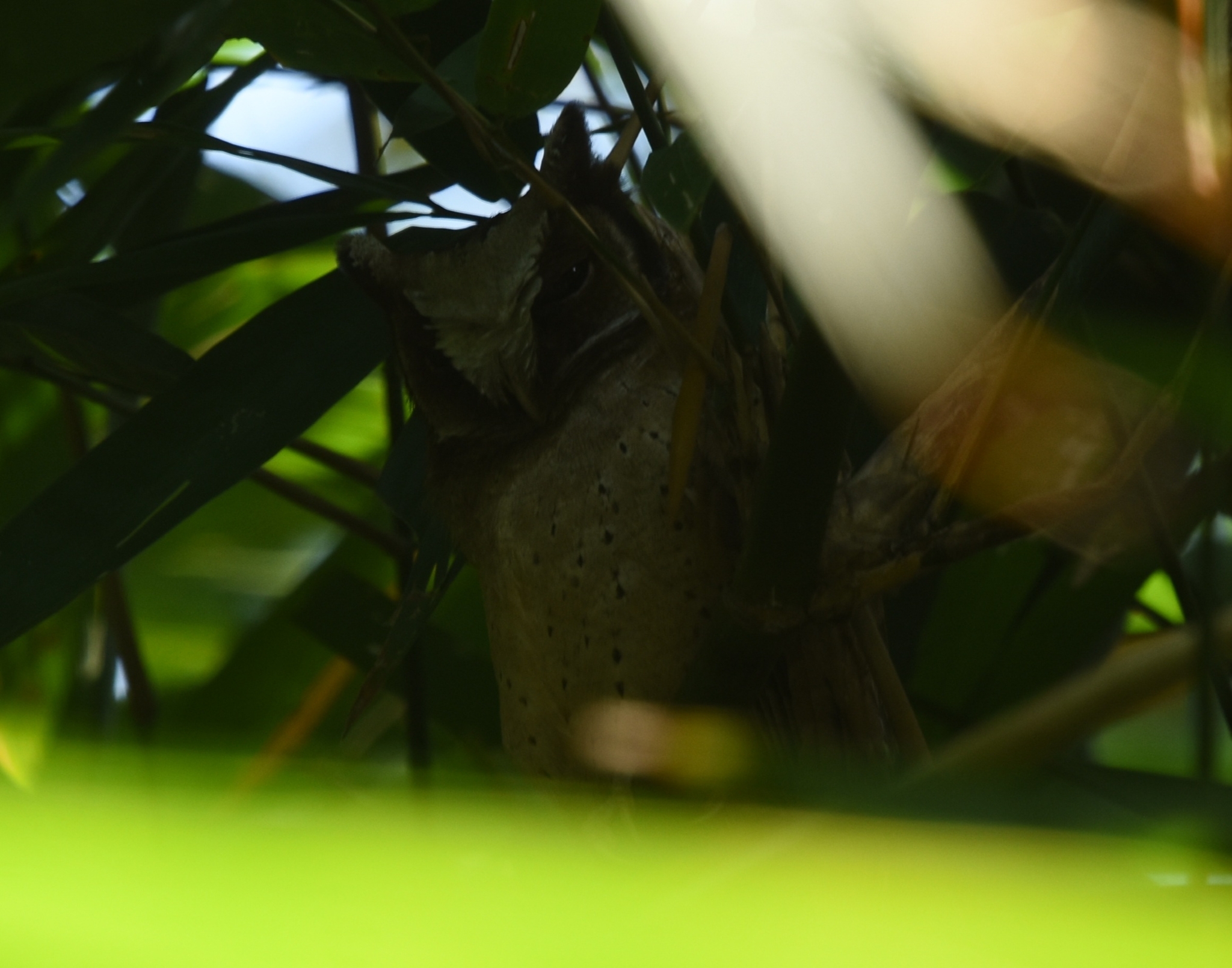 White-fronted Scops Owl (Otus sagittatus), photo 5