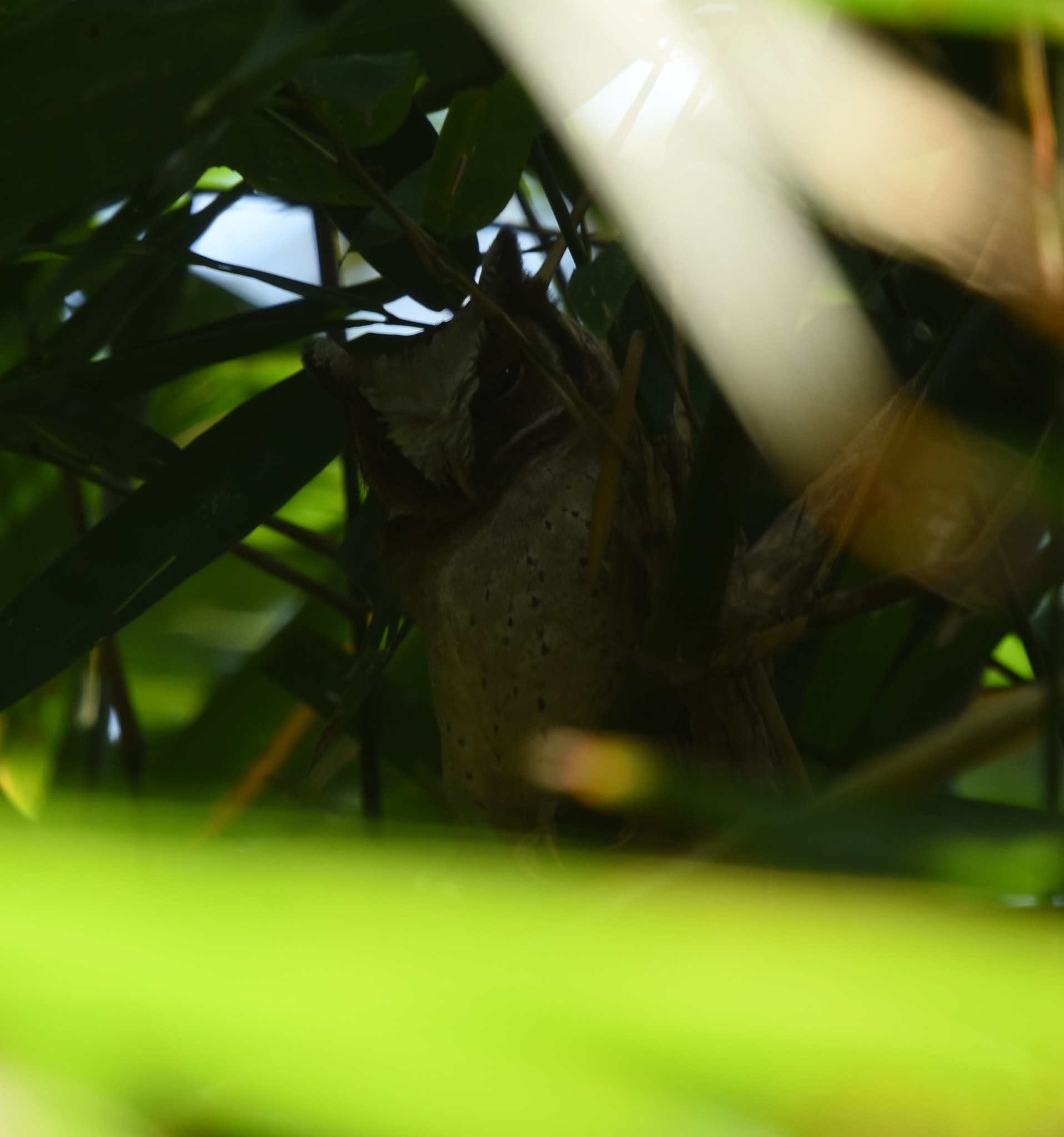 White-fronted Scops Owl (Otus sagittatus), photo 6