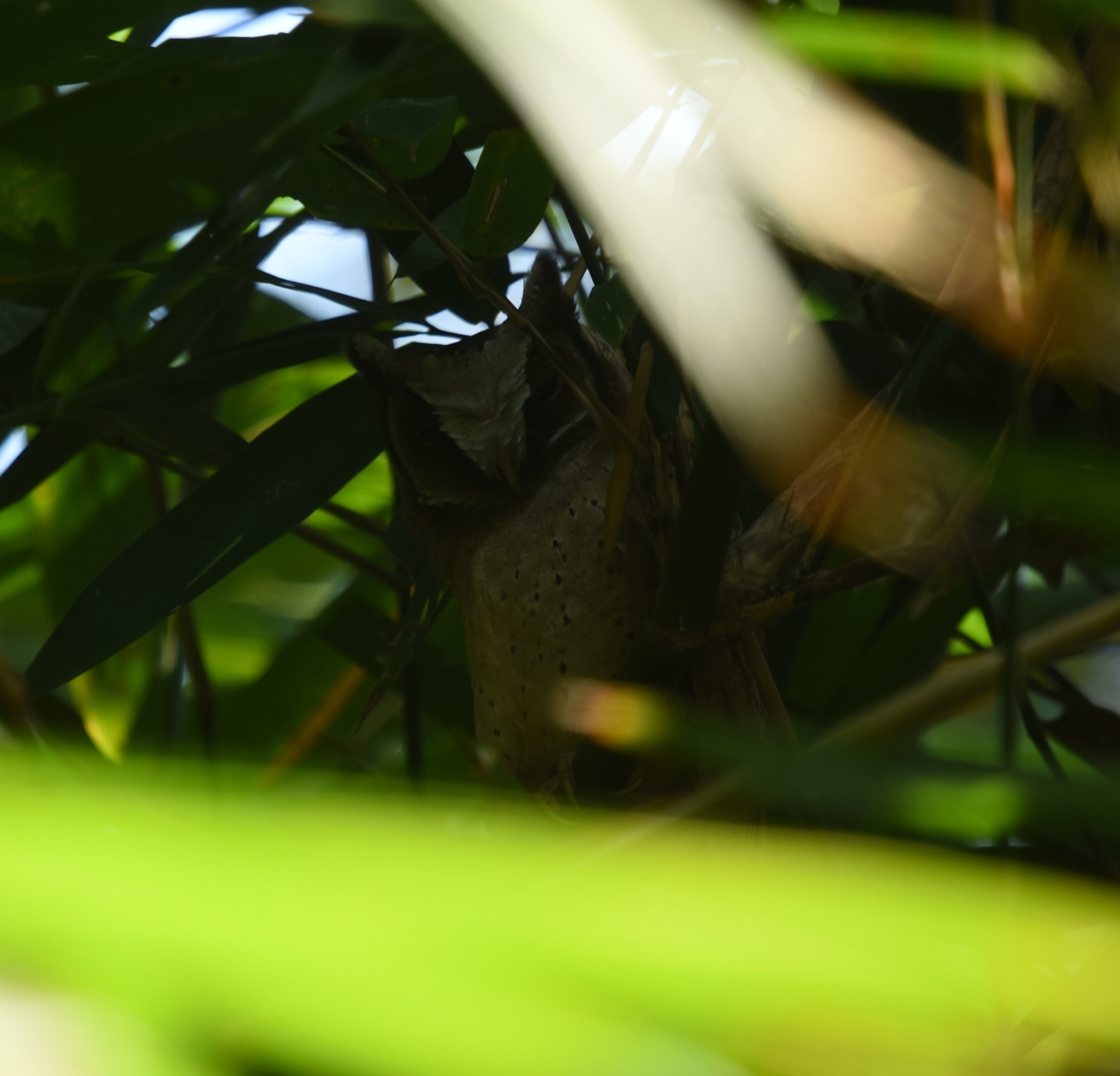 White-fronted Scops Owl (Otus sagittatus), photo 7