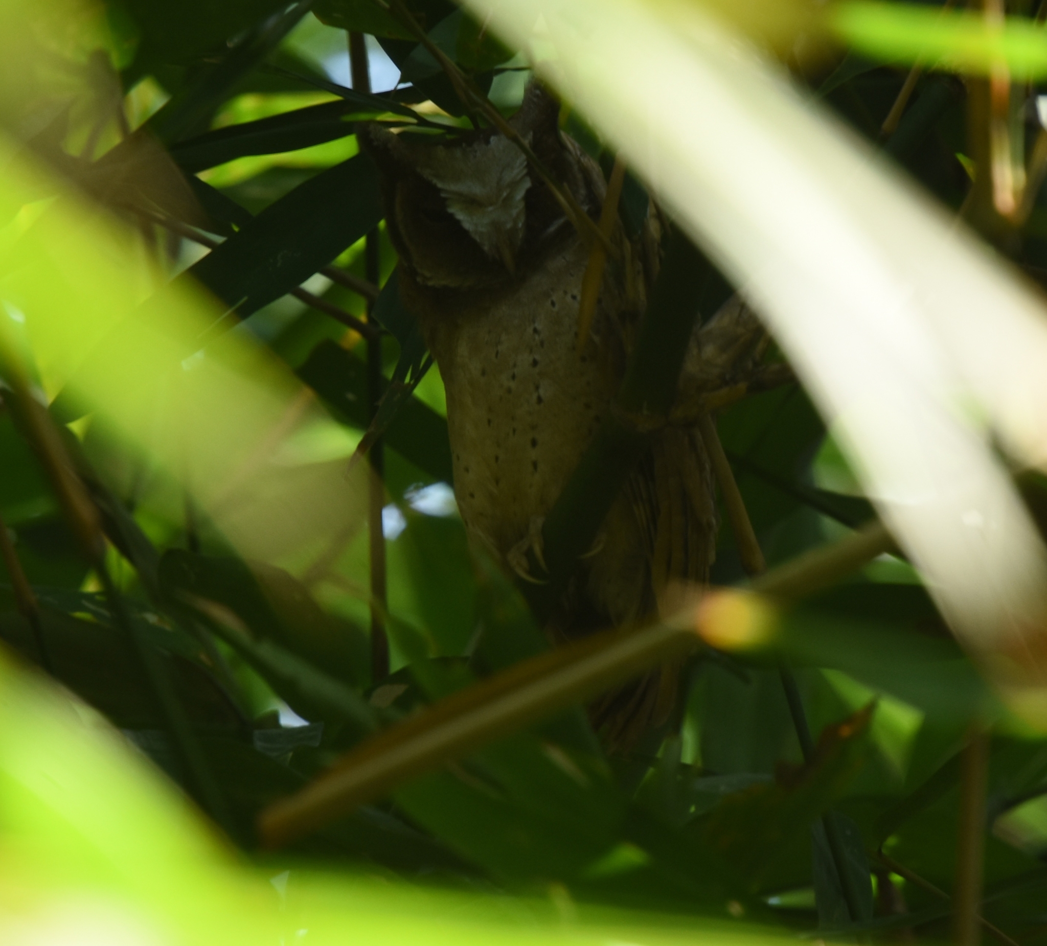 White-fronted Scops Owl (Otus sagittatus), photo 8
