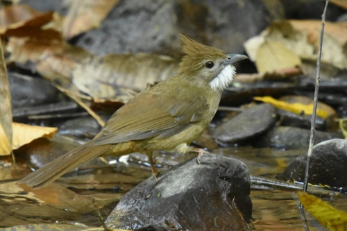 Ochraceous Bulbul (Alophoixus ochraceus), photo 8