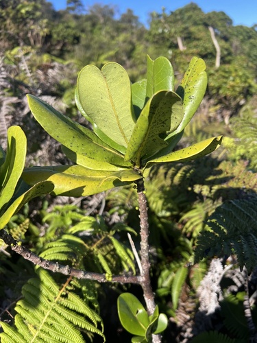 Melicope clusiifolia observed 2025-01-23