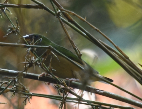 Pin-tailed Parrotfinch (Erythrura prasina)