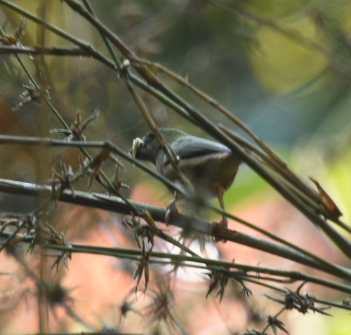 Pin-tailed Parrotfinch (Erythrura prasina), photo 2