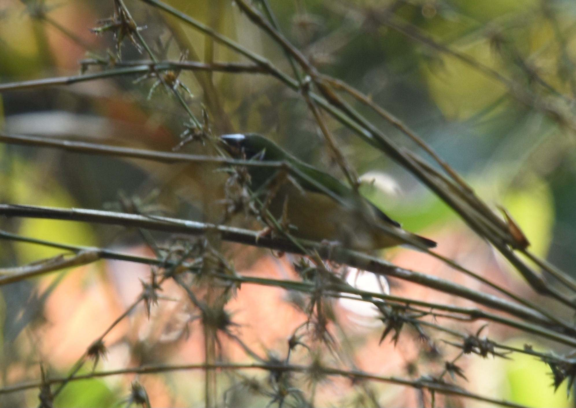 Pin-tailed Parrotfinch