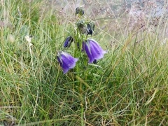 Campanula alpina