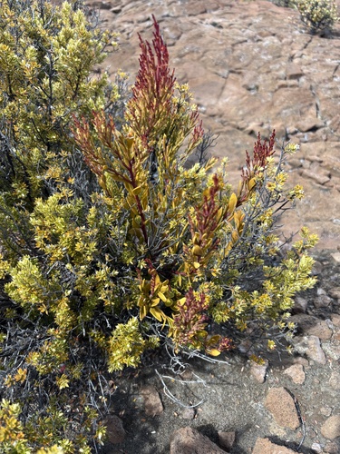 Exocarpos menziesii observed 2025-01-27