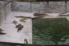 Crocodylidae
