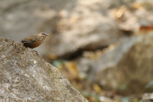 Rufous Limestone Babbler (Gypsophila calcicola), photo 6