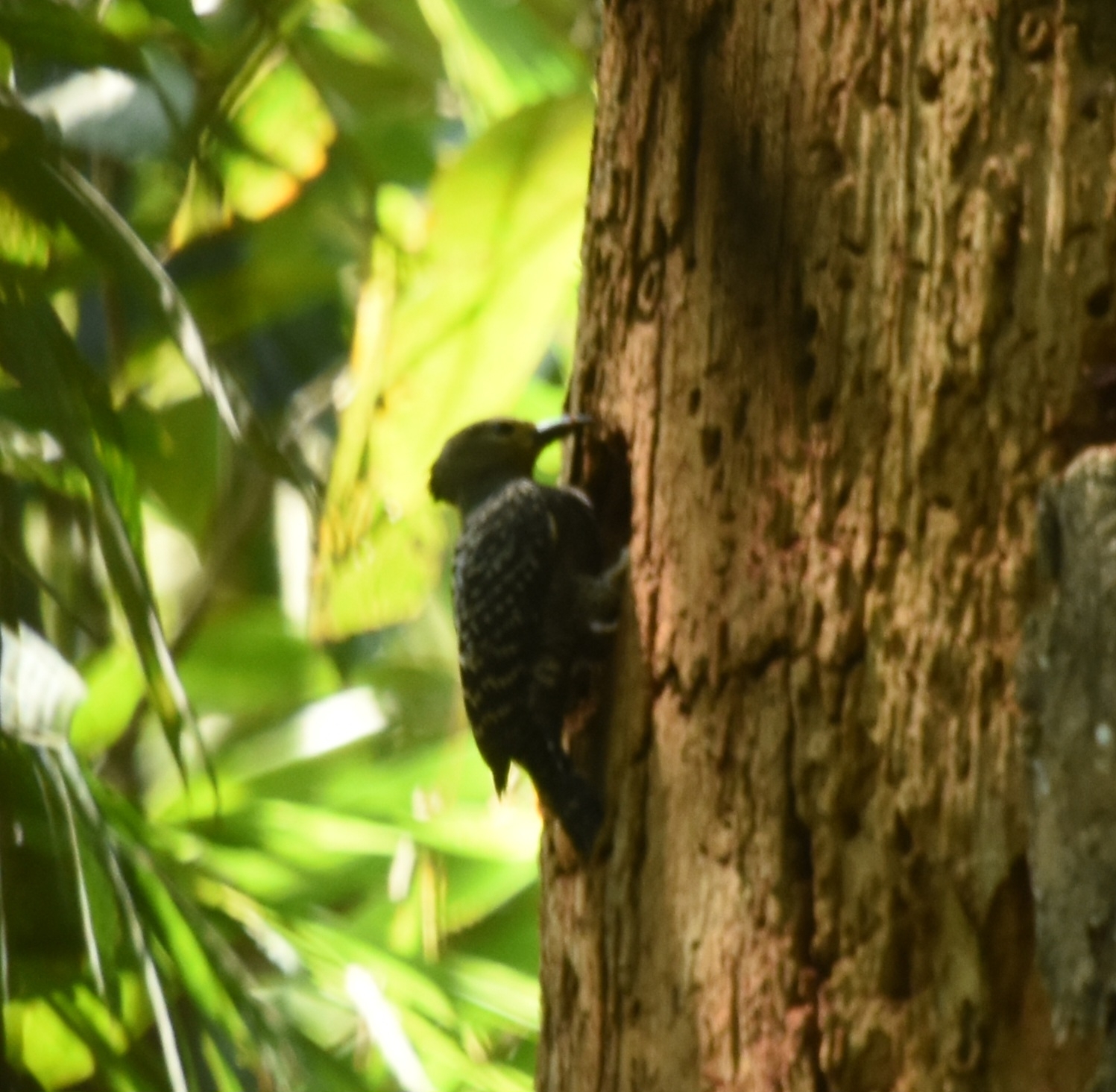 Zebra Woodpecker (Meiglyptes tristis), photo 3