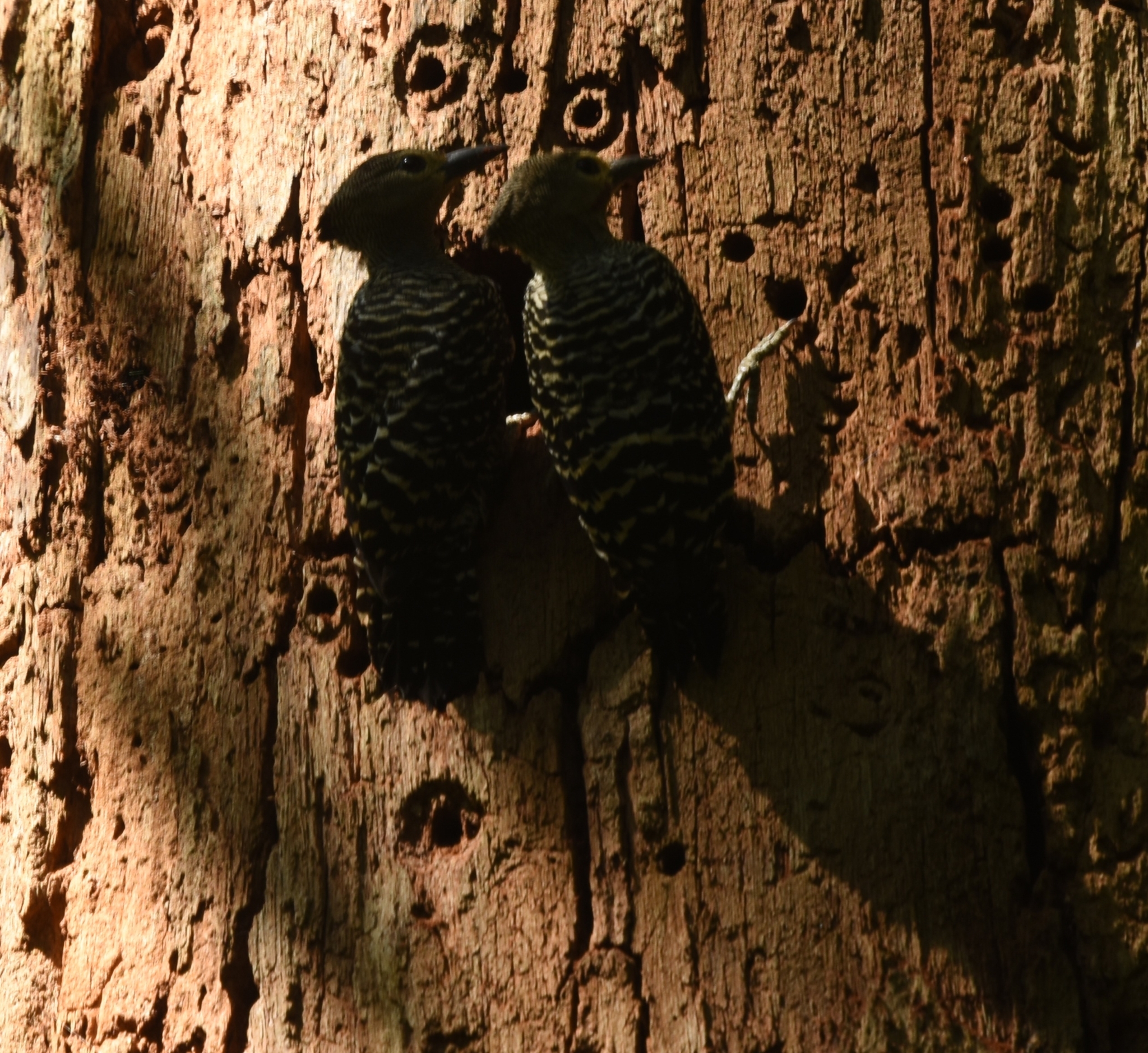 Zebra Woodpecker (Meiglyptes tristis), photo 4