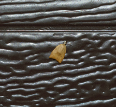 Coelostathma discopunctana