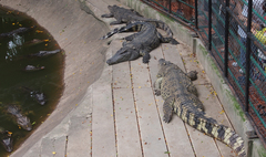 Crocodylidae