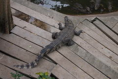 Crocodylidae