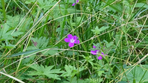 pakost močiarny (Geranium palustre)