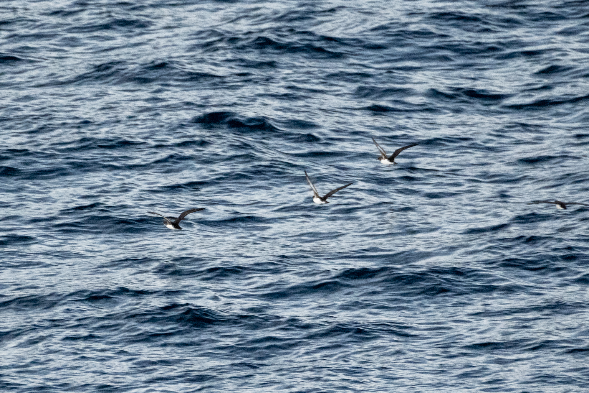 Hutton's Shearwater (Puffinus huttoni), photo 3