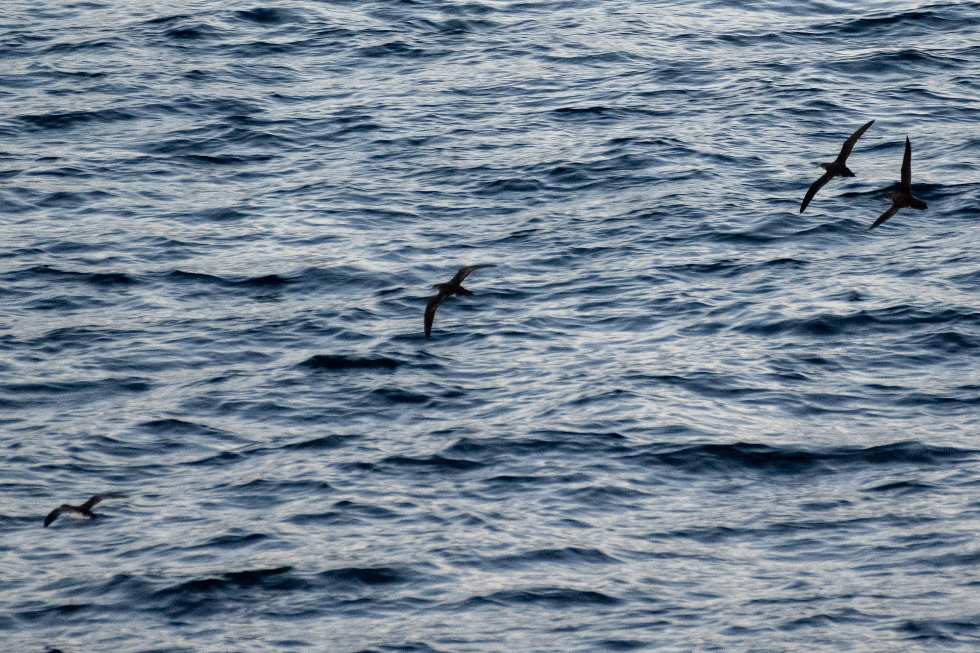 Hutton's Shearwater (Puffinus huttoni), photo 4
