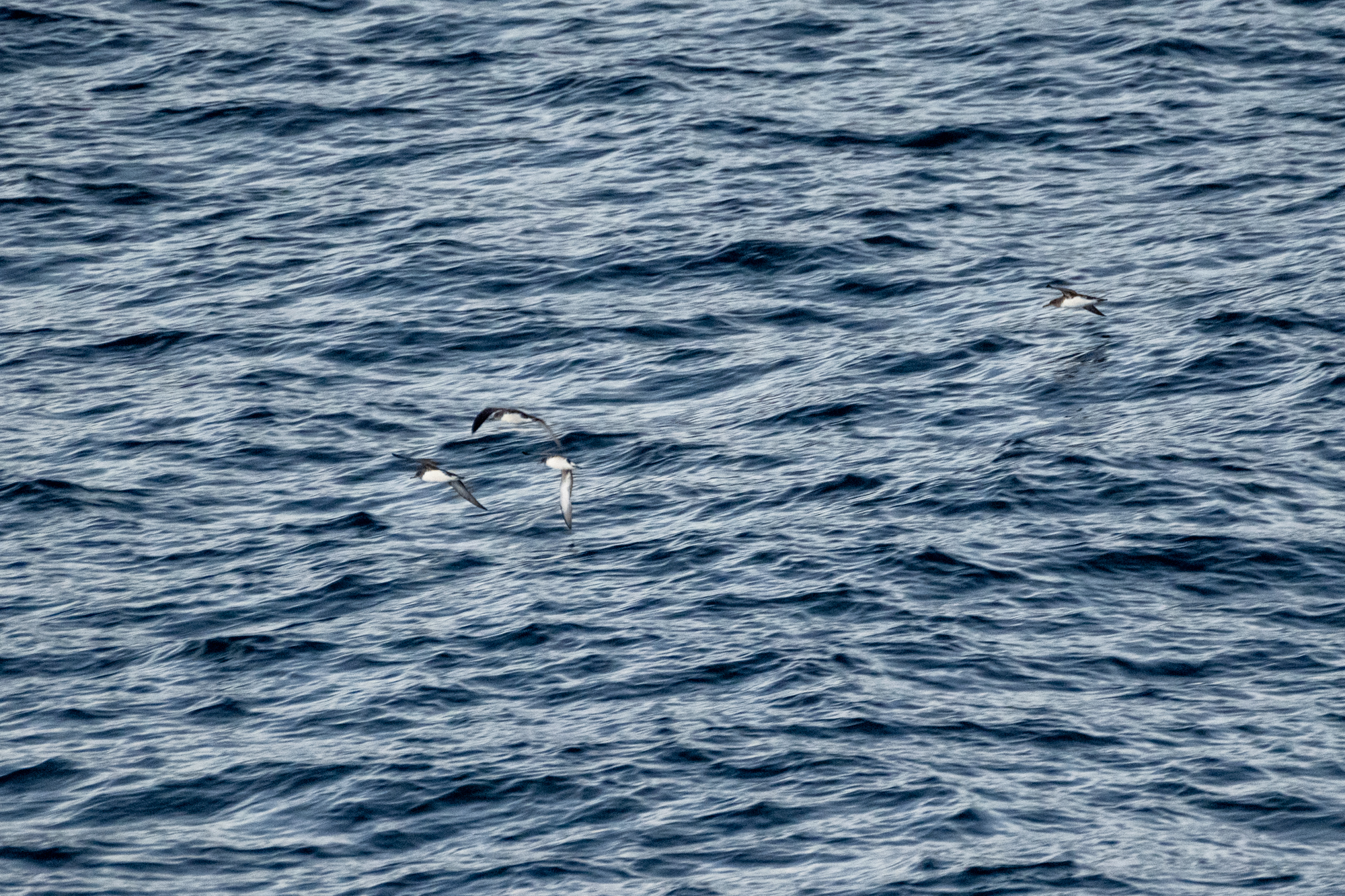 Hutton's Shearwater (Puffinus huttoni), photo 5