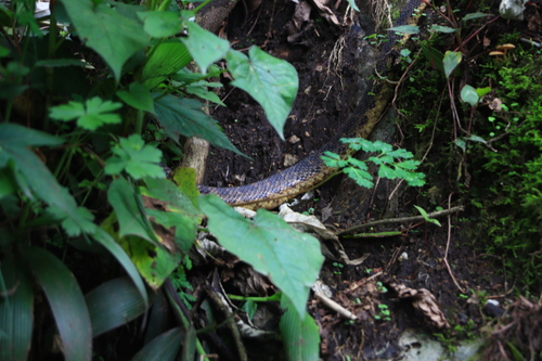 Photo of a Zayuan mountain pitviper (Ovophis zayuensis)