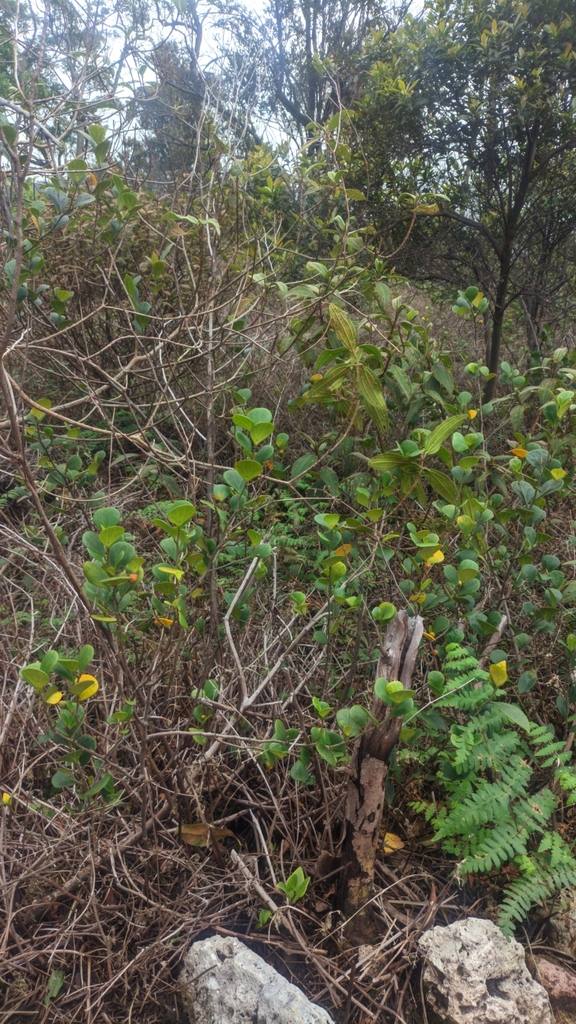Salayar (Ficus deltoidea)