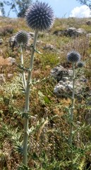 Echinops ritro ruthenicus