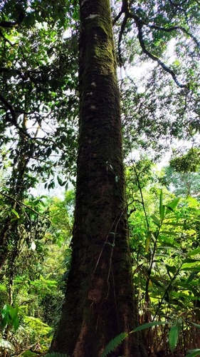 Lithocarpus sundaicus observed 2025-01-11