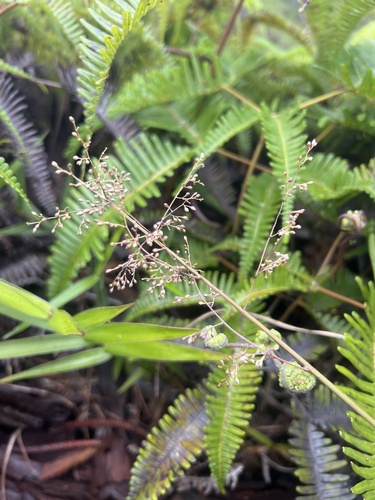 Isachne distichophylla observed 2025-01-21