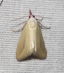 Phytometra obliqualis