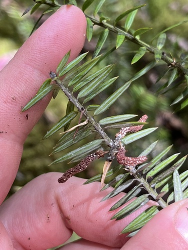 Podocarpus acutifolius observed 2025-01-28