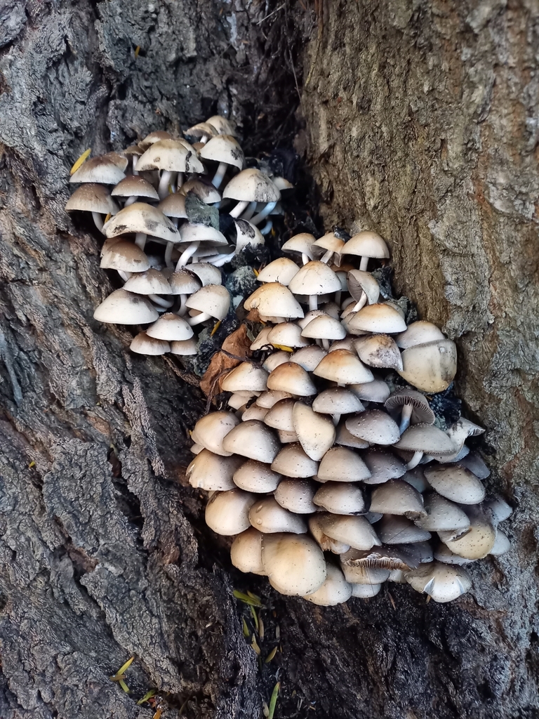 Candolleomyces candolleanus · January 2025 · photo: © meurkc (iNaturalist, cc-by)