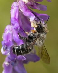Megachile frigida