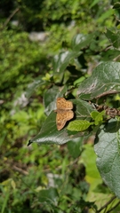 Polyctor enops