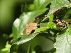 Polyctor enops