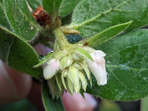 Image of Arctostaphylos virgata by (c) Alexander Wentworth, some rights reserved (CC BY)