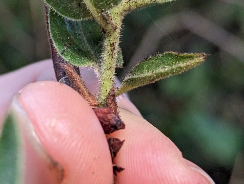 Image of Arctostaphylos virgata by (c) Alexander Wentworth, some rights reserved (CC BY)