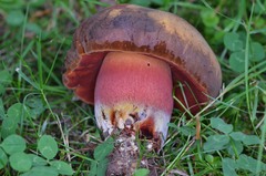 Neoboletus xanthopus