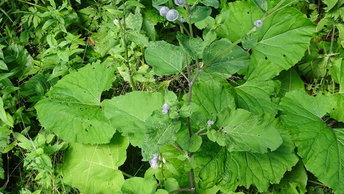 lopúch plstnatý (Arctium tomentosum)