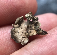 Dermatocarpon luridum