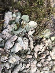 Dermatocarpon luridum