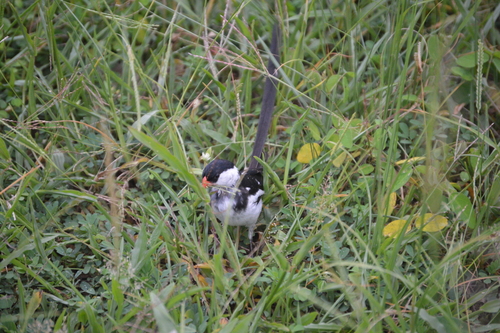 Pin-tailed Whydah