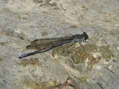 Argia tonto