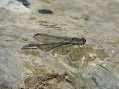 Argia tonto