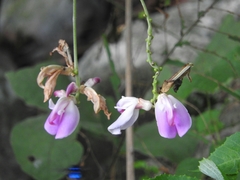 Canavalia septentrionalis