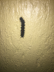 Lepidoptera