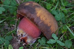 Neoboletus xanthopus