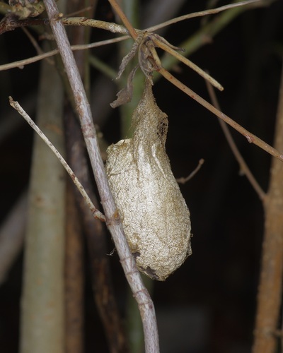 Polyphemus Moth photo 3