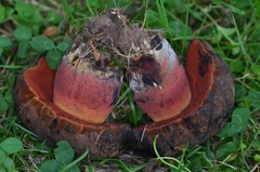 Neoboletus xanthopus