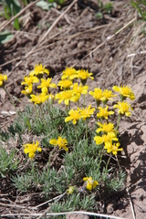 Nestotus stenophyllus